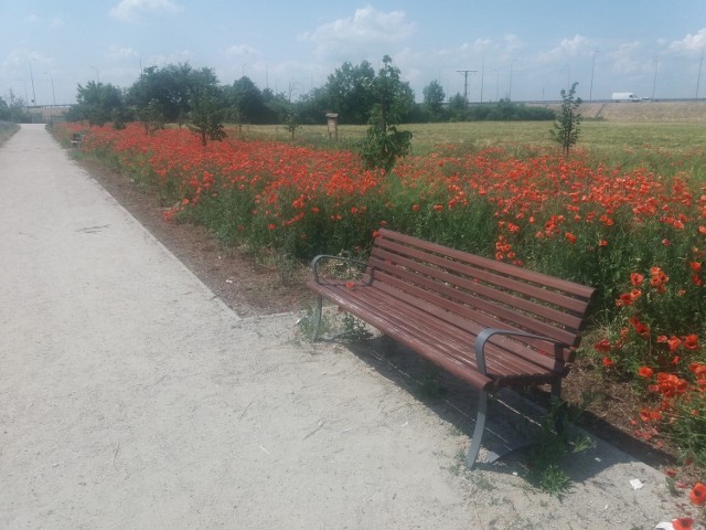 Makowo - chabrowe morze rozlało się na rogatkach Międzyrzecza.