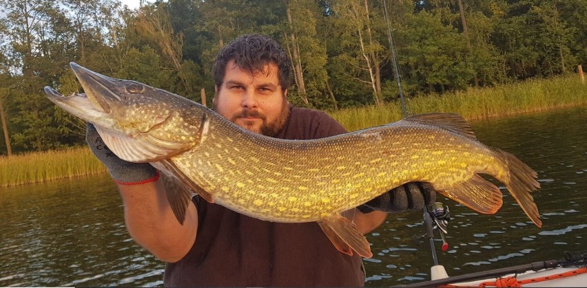 Wielka ryba w jeziorze Borówno. Ponad 8 kilogramowego szczupaka złowił mieszkaniec Kujanek