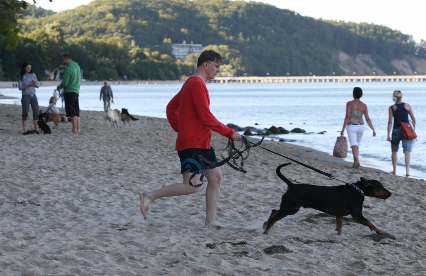 Zakaz wprowadzania psów na plaże, można za to dostać srogi mandat. Na szczęście są alternatywy ZDJĘCIA 