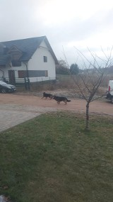 Agresywne psy terroryzują mieszkańców Konarzewa pod Poznaniem. Atakują ludzi, zwierzęta i samochody [WIDEO]