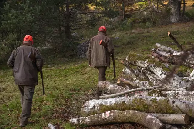 Dla czterech gatunków ptaków będzie jednak moratorium? Co z polowaniami zbiorowymi i innymi kwestiami?