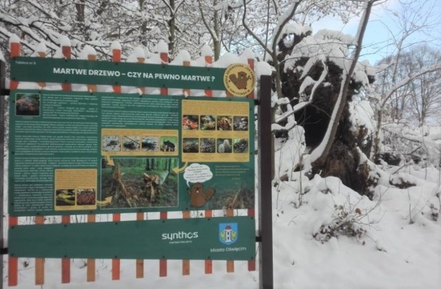 Trasa ścieżki edukacyjnej przez las łęgowy w Oświęcimiu ma długość 2,5 km