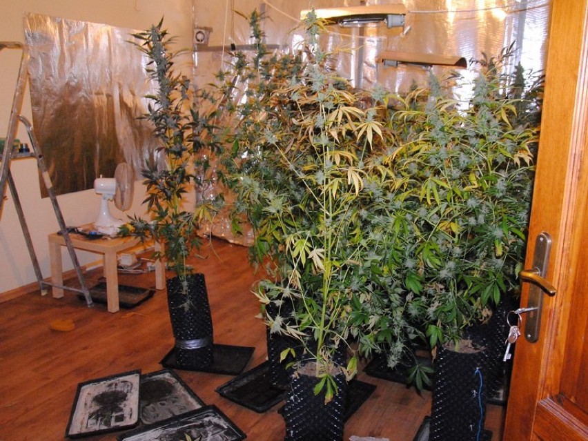 Poznańscy policjanci zlikwidowali plantację marihuany na...