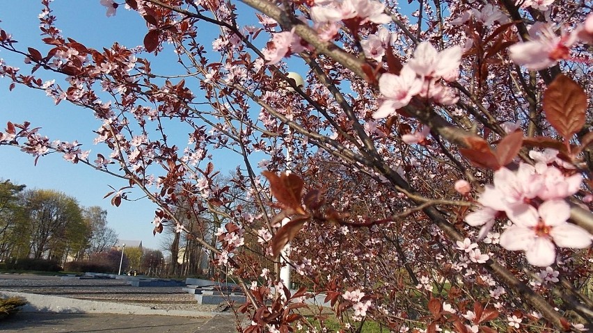 Wiosna w Zduńskiej Woli [zdjęcia]