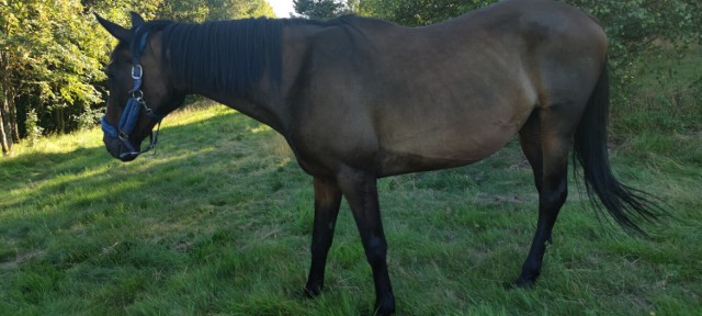 Konie spod Wałbrzycha mają trafić do rzeźni. Uratować chce je Fundacja na Pomoc Zwierzętom z Boguszowa - Gorc. Cięższy jest droższy, ten chudszy tańszy.