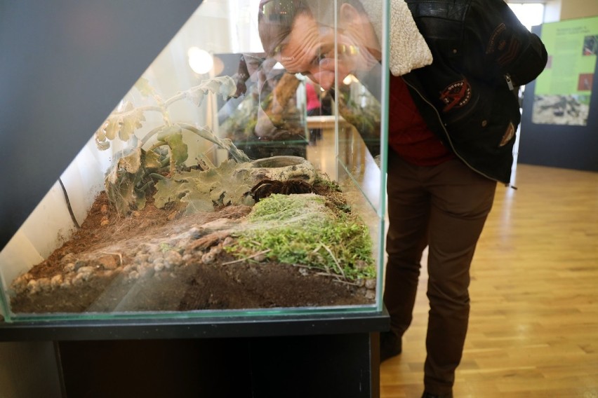 Fascynujący świat pająków i skorpionów w Europejskim Centrum Młodzieży w Jaworze [ZDJĘCIA]