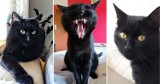 Czarny kot nie zawsze oznacza pecha! Oto kocie piękności naszych Internautów [ZDJĘCIA]