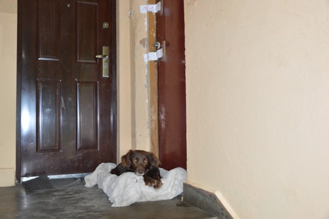 Pod zaklejonymi taśmą policyjną drzwiami leży pies. - Czeka na swojego pana - mówi Tadeusz Pietras, sąsiad zabitego przez konkubinę mężczyzny