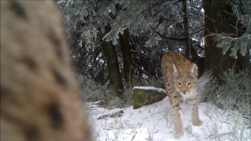 Rysia rodzina złapana w fotopułapkę w Babiogórskim Parku Narodowym [ZDJĘCIA, WIDEO]