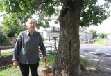 Piotrkowianin chce usunięcia drzewa na ulicy Pereca w Piotrkowie