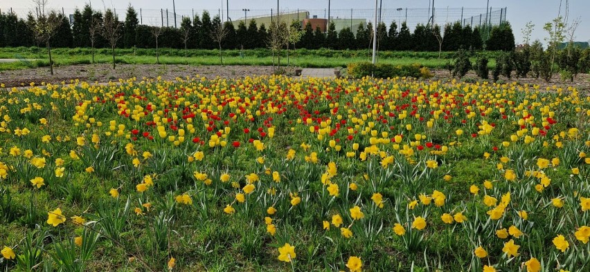 Park miododajny w Liskowie. Tutaj można nacieszyć się wiosną. ZDJĘCIA