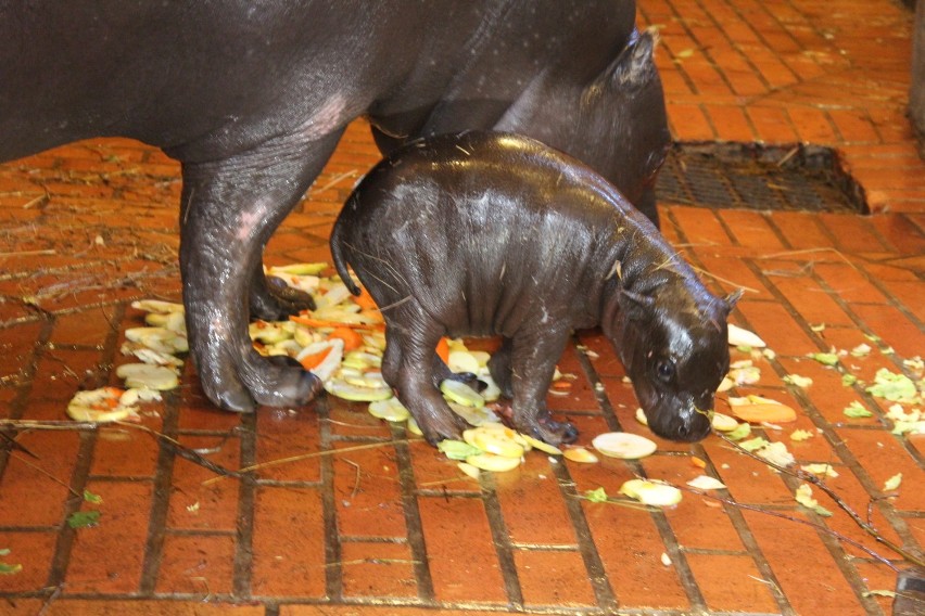 We Wrocławiu urodziła się samiczka hipopotama karłowatego