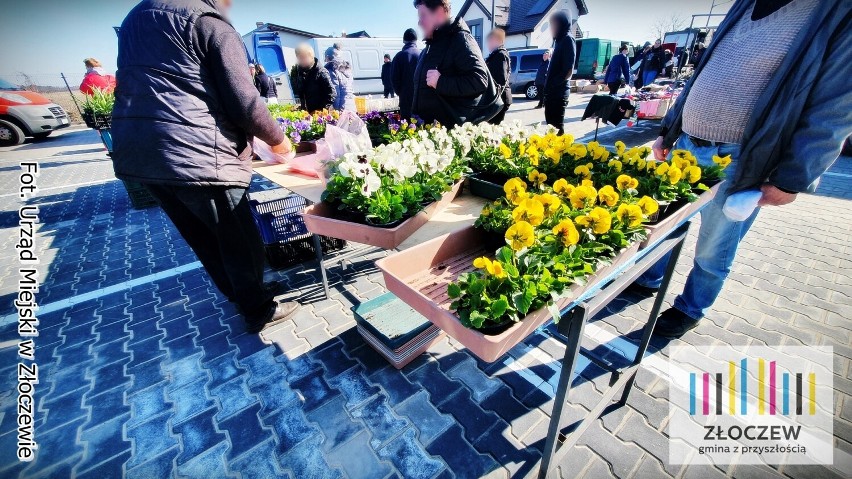 Wiosna na targowisku miejskim w Złoczewie. Coraz więcej stoisk z kwiatami i sadzonkami. Zobacz ZDJĘCIA