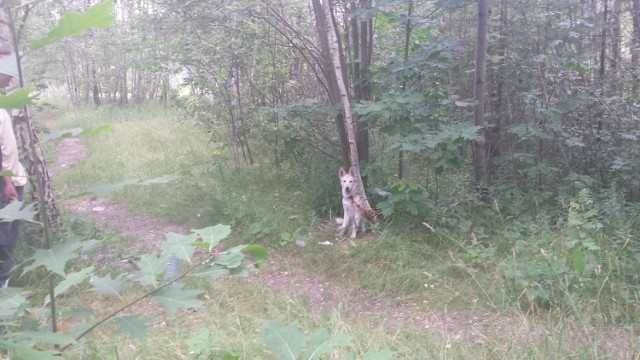 Pies przywiązany do drzewa na Kmicica w Łodzi