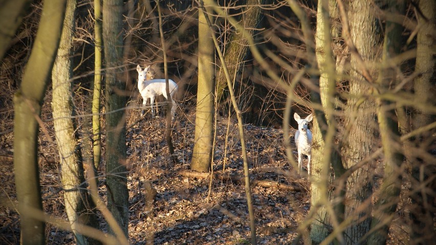 Białe jelenie na niedzielnym spacerze