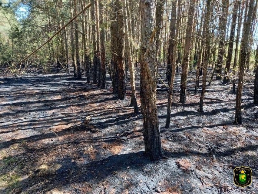 Aktualne zagrożenie pożarowe w lasach. Zobaczcie mapkę. W lasach sucho! 19.05.2022