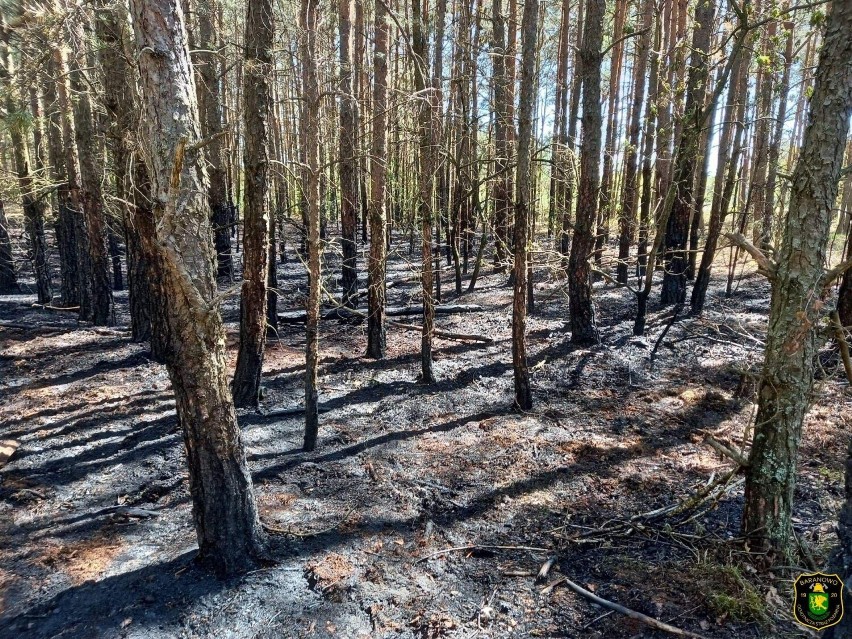 Aktualne zagrożenie pożarowe w lasach. Zobaczcie mapkę. W lasach sucho! 19.05.2022