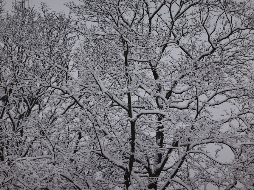 Zielona Góra: Śnieg, śnieg, śnieg...(zdjęcia)