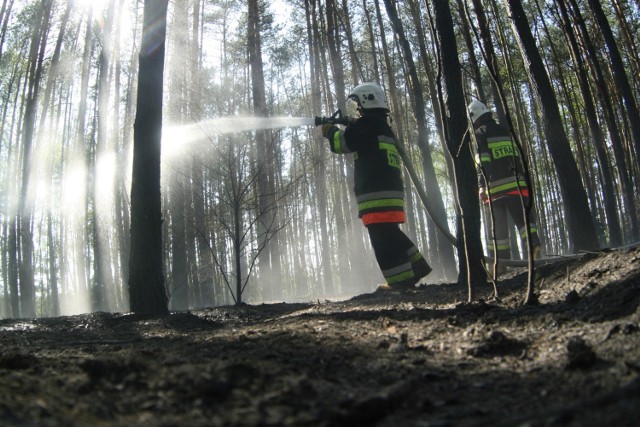 Pożar lasu w Miłogostowicach pod Legnicą
