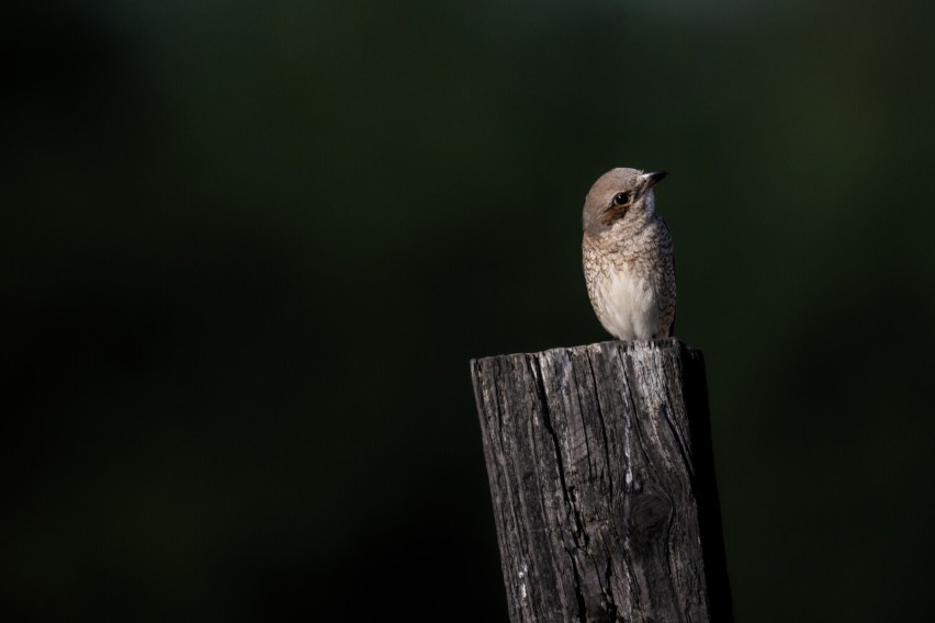 W Krzywczy koło Przemyśla pomieszkuje sobie dzierzba gąsiorek. Ptak jest objęty ścisła ochroną gatunkową [ZDJĘCIA]