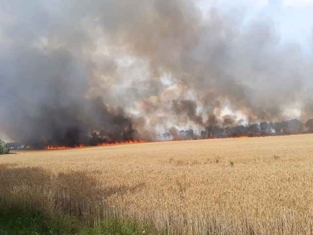 Pożar wybuch na polach znajdujących się za terenem działkowym w Barzkowicach.