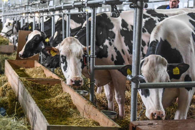 Rolnicy zwrócili uwagę, że profilaktyka chorób bydła jest ważna, ale też kosztowna.