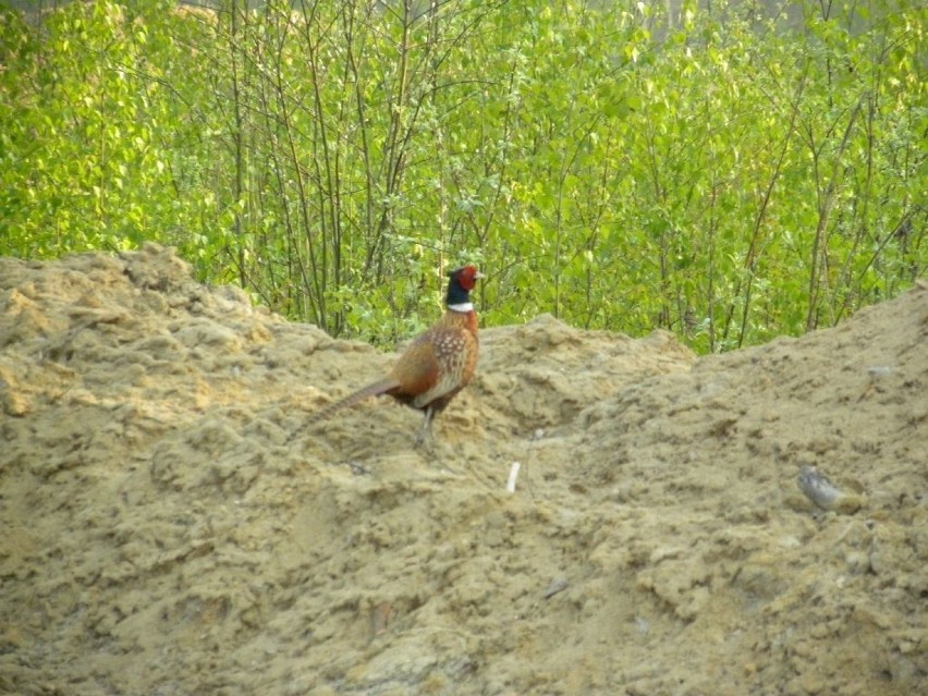 Bażant łowny (Phasianus colchicus) - gatunek średniej...