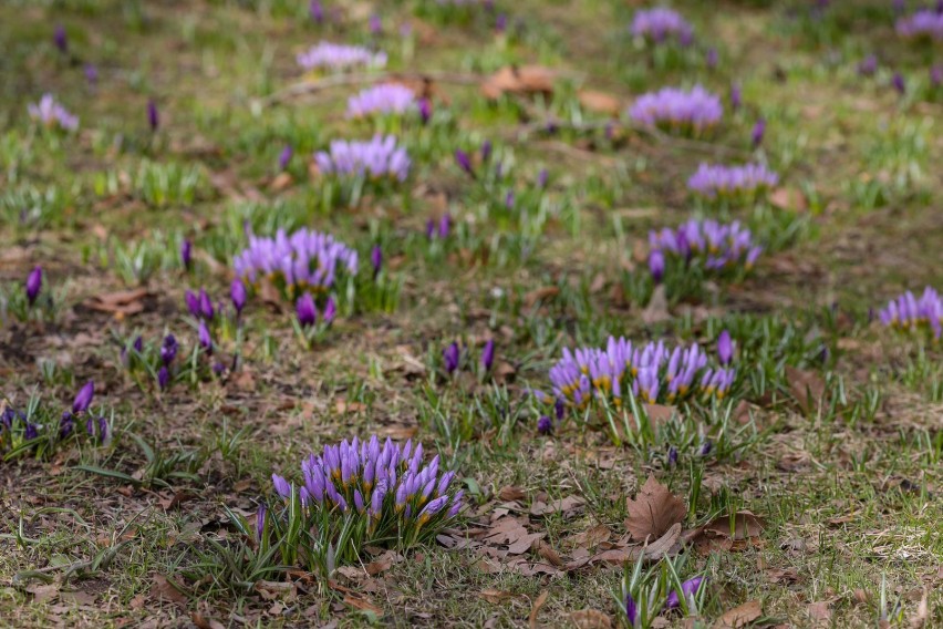 Pierwszy wiosenny weekend w Szczecinie. Zobacz zdjęcia - 20-21.03.2021