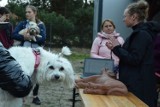 Jak ratować psa lub kota? W Książu Śląskim koło Nowej Soli odbył się pokaz pomocy przedweterynaryjnej. Zobacz zdjęcia i wideo