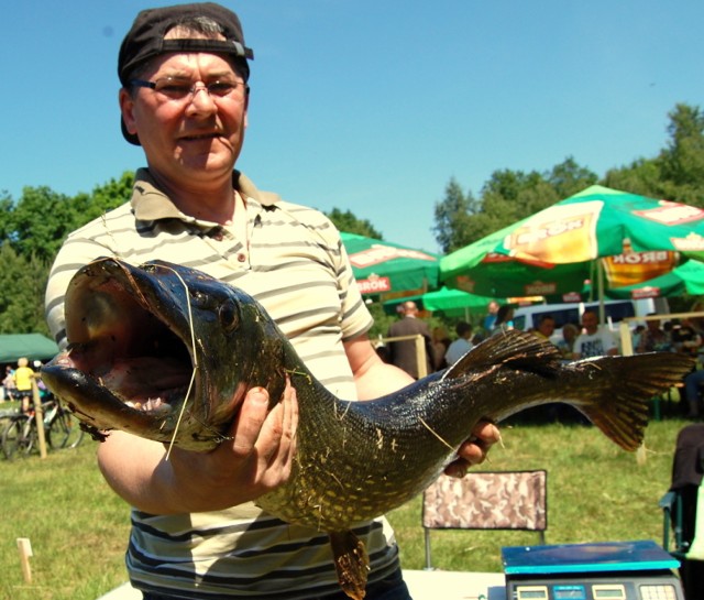 Największa ryba roku w kole "Przylesie" . Szczupak o długości 112 cm złowiony na jeziorze Hajka przez Mirosława Ustianowskiego - w czasie Festynu Rodzinnego "Radew - Energia Życia" - 6.06.2013