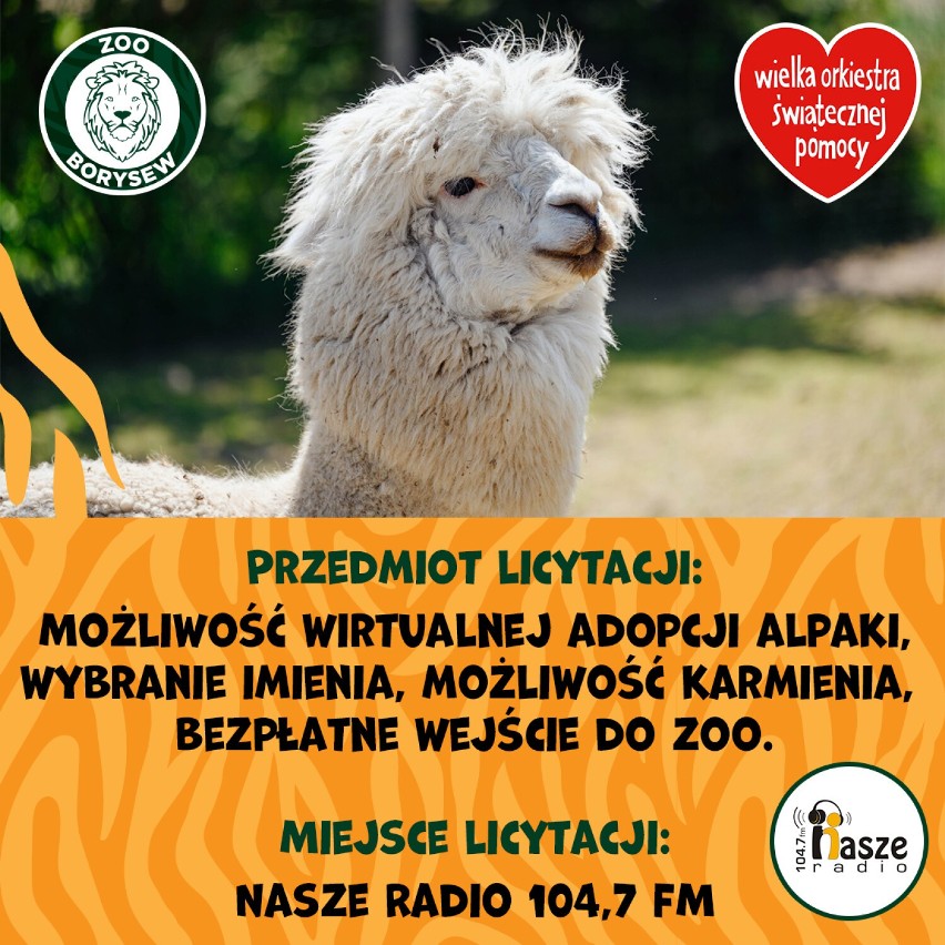 Zostań opiekunem egzotycznych zwierząt. Nietypowa aukcja na rzecz WOŚP w Łódzkiem. Oferta od Zoo Borysew koło Poddębic ZDJĘCIA
