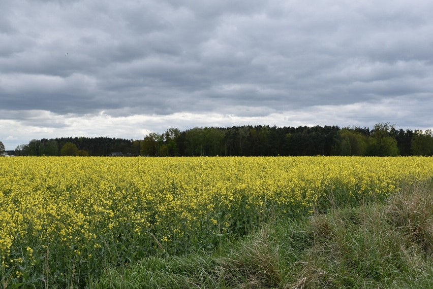 Kwitnące pola rzepaku w naszym powiecie. Piękne widoki i malownicze wiejskie tereny