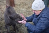 Żubrzątko odrzucone przez matkę zaadaptowali ludzie. Niezwykła historia w Pszczynie ZDJĘCIA