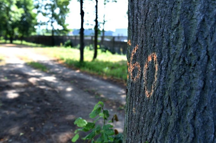 Nie będzie ścieżki, ocaleją drzewa. Zmiana projektu na Kąkolewskiej [ZDJĘCIA]