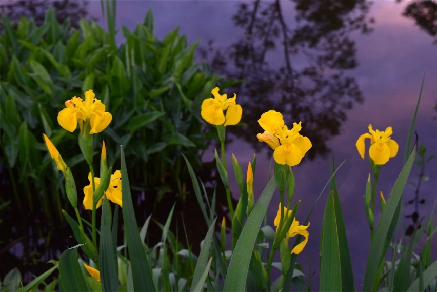 Kosaciec żółty (Iris pseudacorus) rośnie dziko w Polsce....