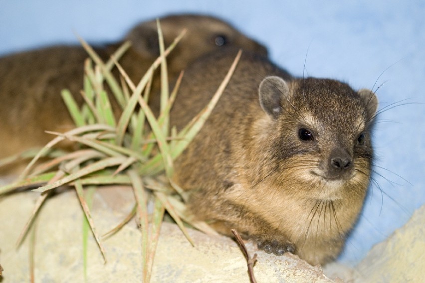 Góralki w krakowskim zoo. Niewiele większe od świnki morskiej, a są kuzynami słonia 