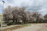 Wiosenne kolory Gdyni. W Parku Centralnym iście kwieciście!