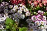Mnóstwo kolorowych kwiatów, krzewów, a także ziół na targowisku przy ul. Dworaka w Rzeszowie [ZDJĘCIA]