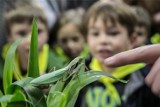 W Łodzi powstanie mapa modliszek. Te owady coraz częściej można spotkać na łódzkich osiedlach, róbmy im zdjęcia. Czy są groźne? Sprawdź