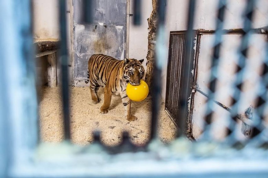 W ogrodzie zoologicznym Canpol pod Człuchowem znalazły...