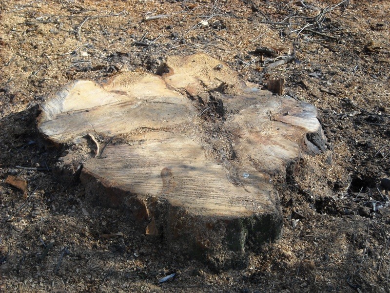 Nad Potokiem: Bunt mieszkańców w sprawie wycinki drzew [ZDJĘCIA]
