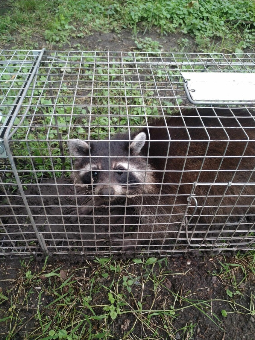 Pan Zbigniew za własne pieniądze kupił klatki, do których...