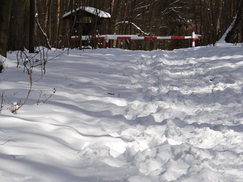 Śnieżycowy Jar 2013: Jak śnieżyce radzą sobie ze śniegiem? [ZDJĘCIA]