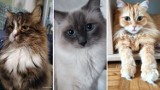 17 lutego Dzień Kota. Takie wspaniałe koty mają nasi Czytelnicy. Zobaczcie zdjęcia!
