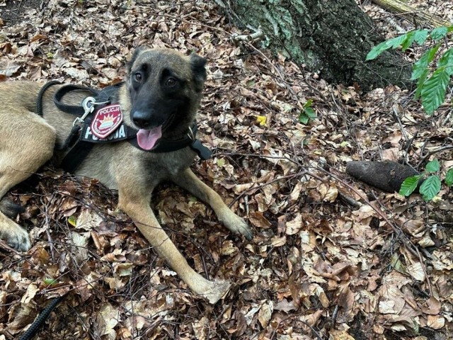 Luna, czyli niezawodny pies służbowy policji, który znalazł w lesie w Rumi niewybuch