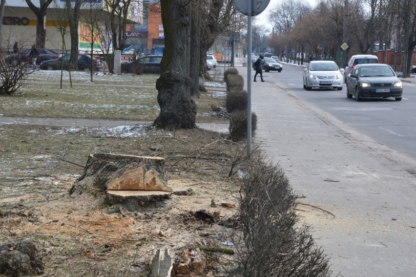 Rozpoczęła się wycinka drzew w parku przy placu Wolności