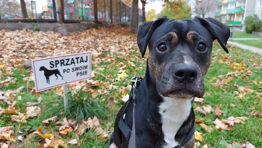 Z wielu ciekawych dla psich nosów alejek, parków i skwerów w...