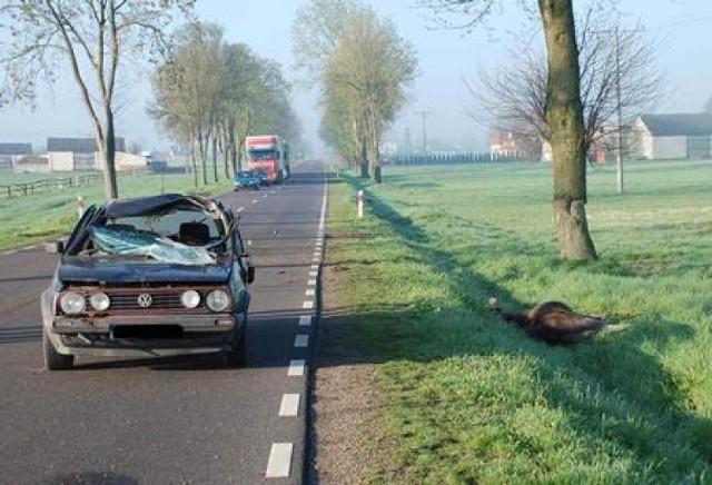 Radzyń Podlaski. Wypadek w Turowie - 53-latek potrącił łosia