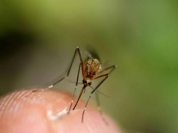 Domowe sposoby na komary
Wśród metod naturalnych wymienia...
