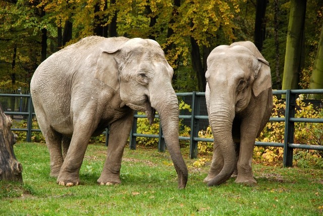 1. Słoń indyjski (samica wys. 2,4 m max. 2,6 m,  masa 2700 kg max. 4100).